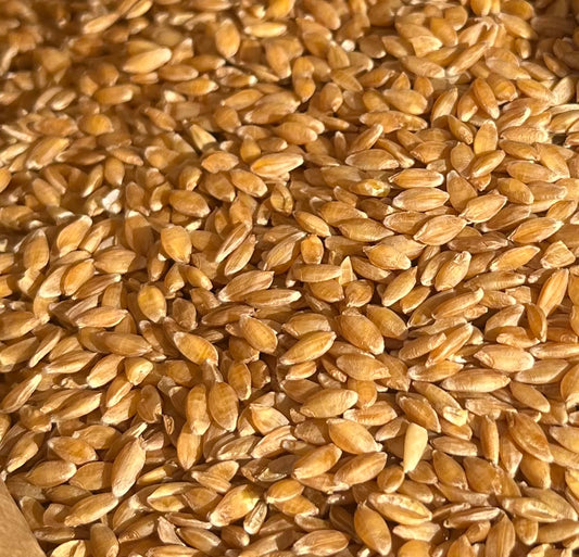 Farro Monococco in chicchi